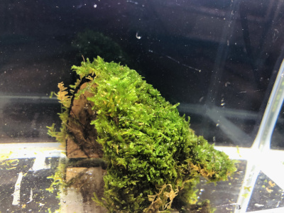 Мох Яванский Южно-Американский на кокосе